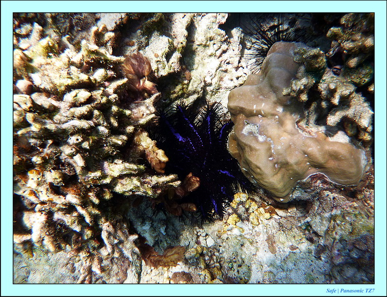 2011 - 03 - Koh Rok 37